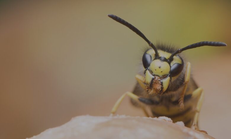 Wasp Exterminator